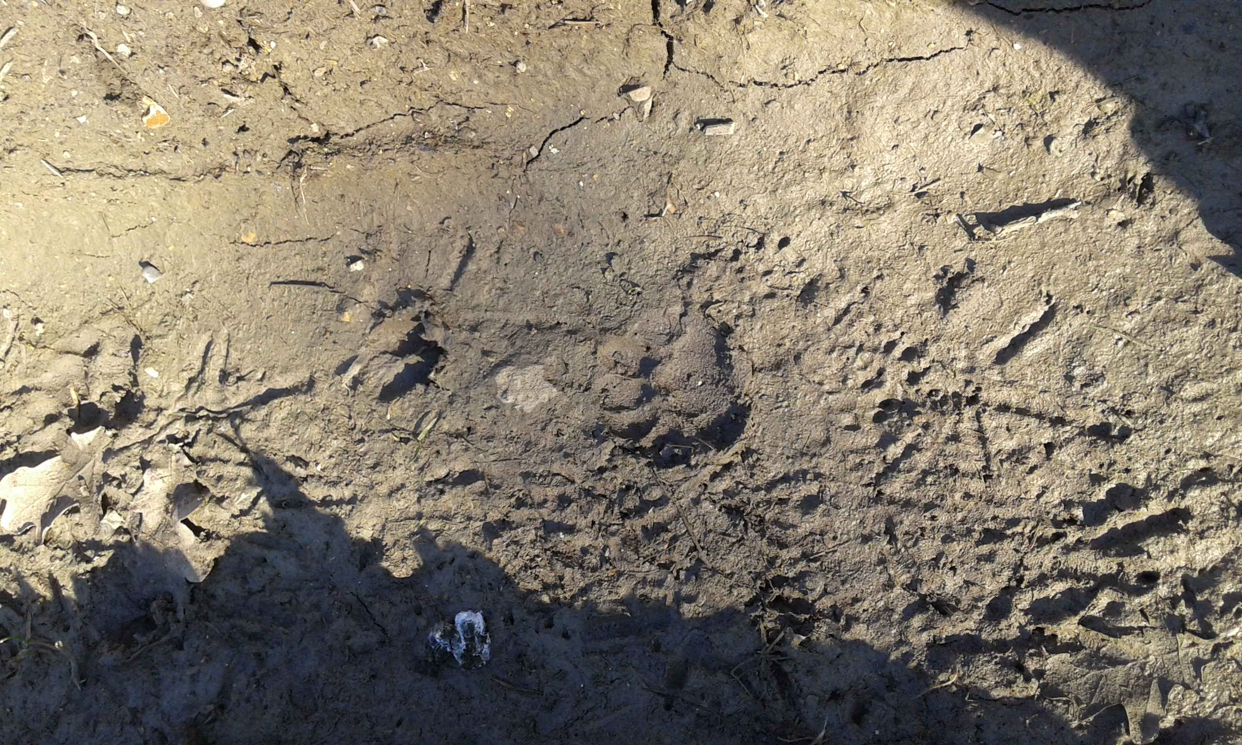 Footprints of visitors to Fromus reserve