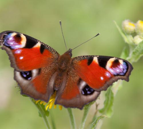 Orchid Glade Open Day: Butterflies