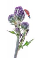 1407 biological control
