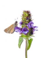 1407 skipper on self heal
