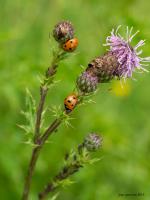 1407 7 spots on thistle