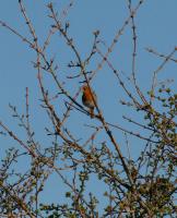 1602 singing robin