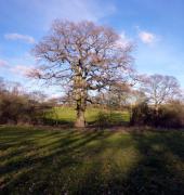 1602 february oak