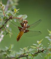 1407 broad bodied chaser dragonfly female