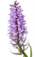 1406 marsh orchid
