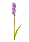 1408 ringspotted marsh orchid