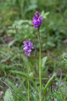 1406 marsh orchids