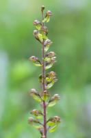 1406 twayblade head