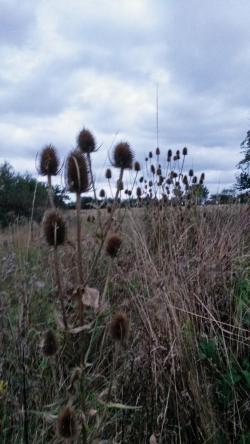 1610 Fromus Teasels