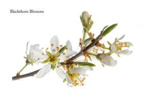 1403 blackthorn blossom march