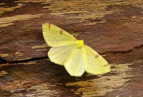 1404 0 Brimstone moth
