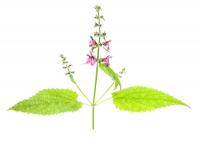 1406 hedge woundwort