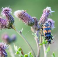 1407 nicrophorus investigator