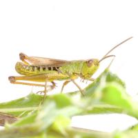 1407 grasshopper web