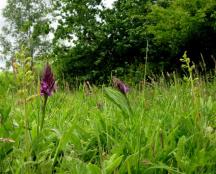 1505 Marsh orchids with twayblades