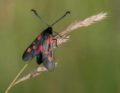 1508 5 spot burnet moth