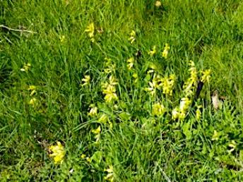 cowslips P1000731