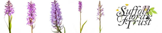 orchid web header
