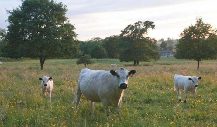 Kelmarsh cattle