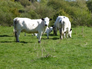 Cows, calf and cowslips
