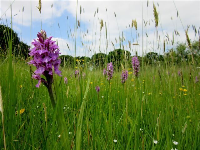 Orchids & Twayblade at Orchid Glade