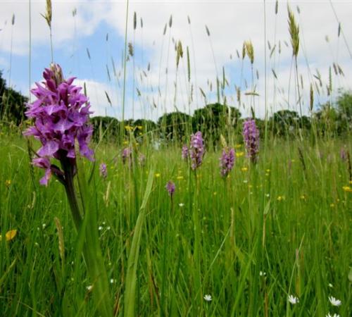 Orchids & Twayblade at Orchid Glade