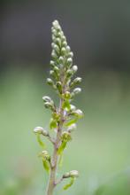 common twayblade flowerhead