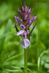 southern marsh orchid pale flower