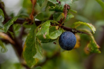 Sloes, snows, flows: Sep 2015-March 2016