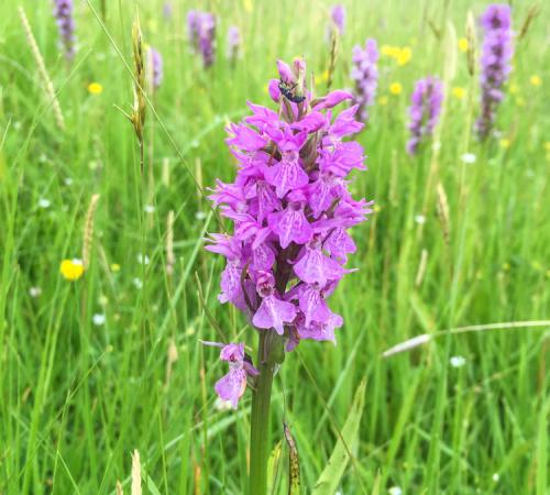 Orchid Glade Open Day