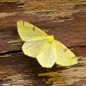 1404 0 Brimstone moth