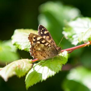 1406 speckled wood