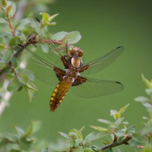 1407 broad bodied chaser dragonfly female