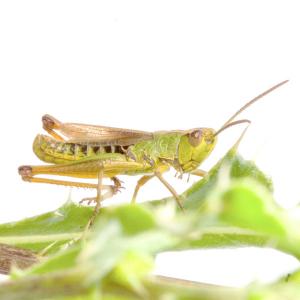 1407 grasshopper web