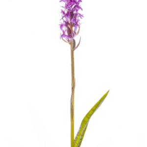 1408 ringspotted marsh orchid