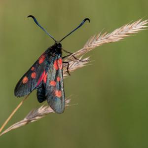 1508 5 spot burnet moth