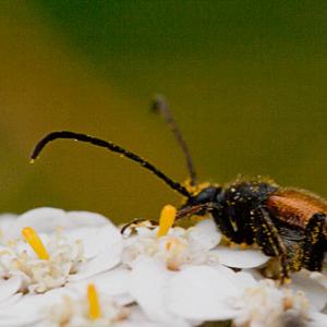 bugs in pollen