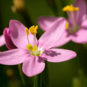 common centaury floweret