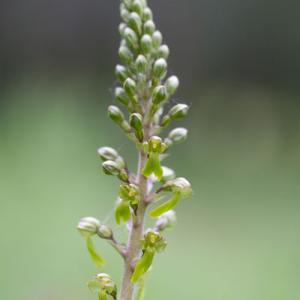 common twayblade flowerhead