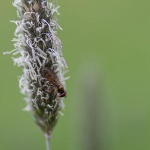 fly on grass