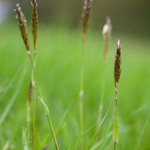 may grasses