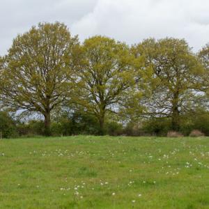 may meadow2