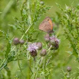 meadow brown on thistle