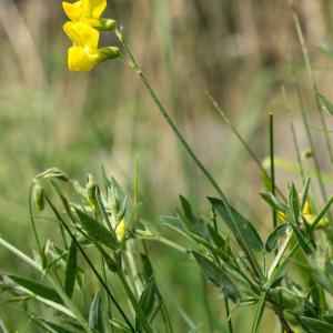 meadow vetchling clump