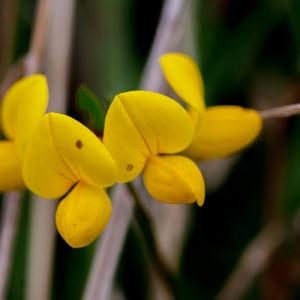 meadow vetchling3