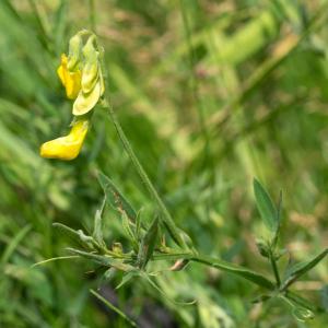 meadow vetchling4
