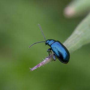 mint beetle