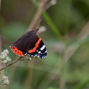 red admiral1