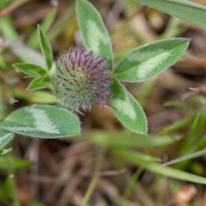 red clover about to bloom