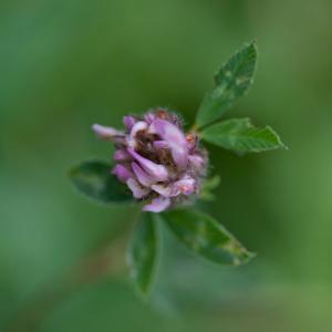 red clover2